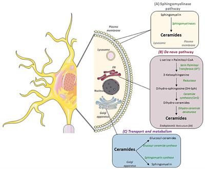 Frontiers | Brain Ceramide Metabolism In The Control Of Energy Balance